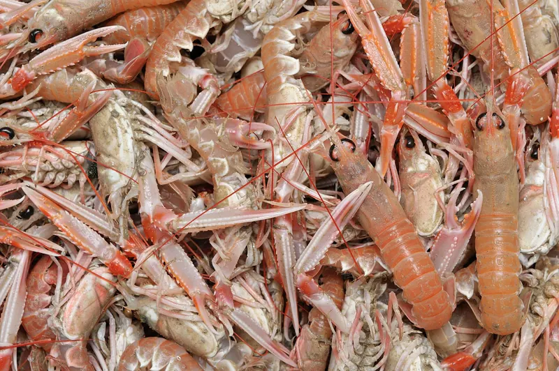 A pile of freshly caught langoustines