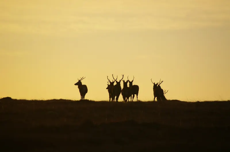 A group of red deer stags silhouetted on a Highland moor at dawn