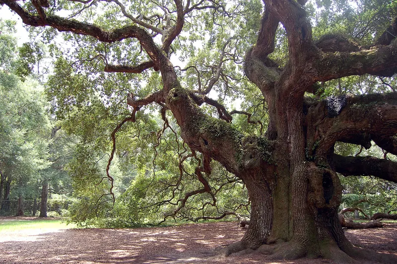 The Angel Oak, a live oak on Johns Island