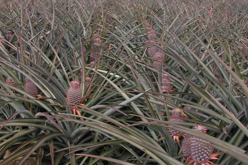 Pineapple fields on the upcountry slopes of Haleakalā