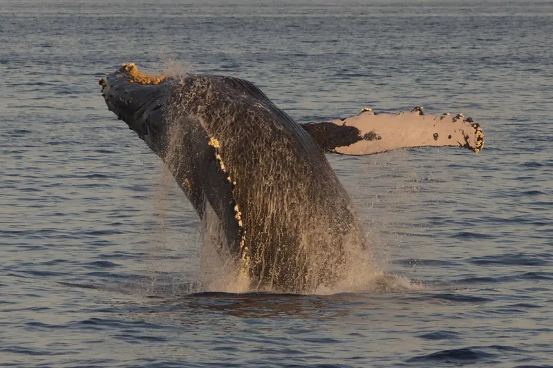 A humpback whale breaching off the Maui coast
