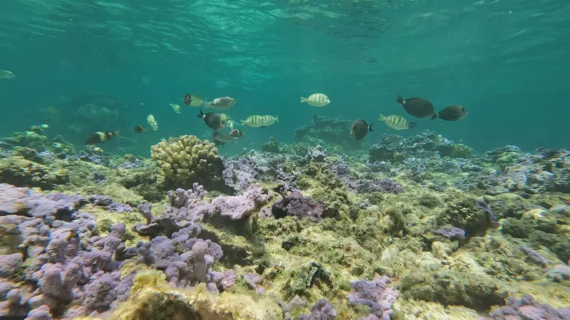 Reef fish over Hawaiian coral