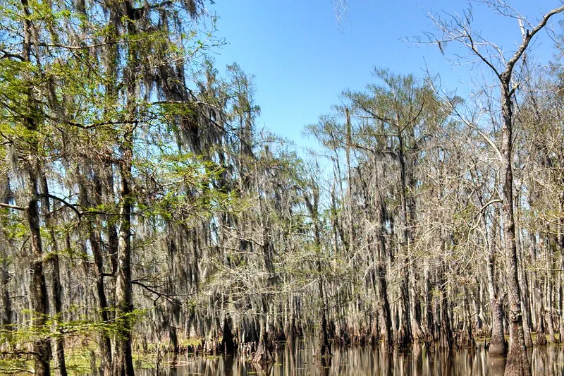 Cypress swamp in the Louisiana bayou