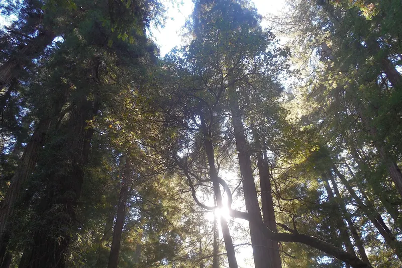 Coast redwoods in Muir Woods
