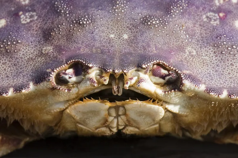 A Dungeness crab, caught off the Northern California coast