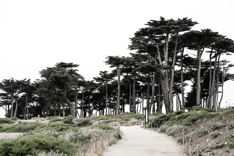 The Lands End coastal trail above the Pacific