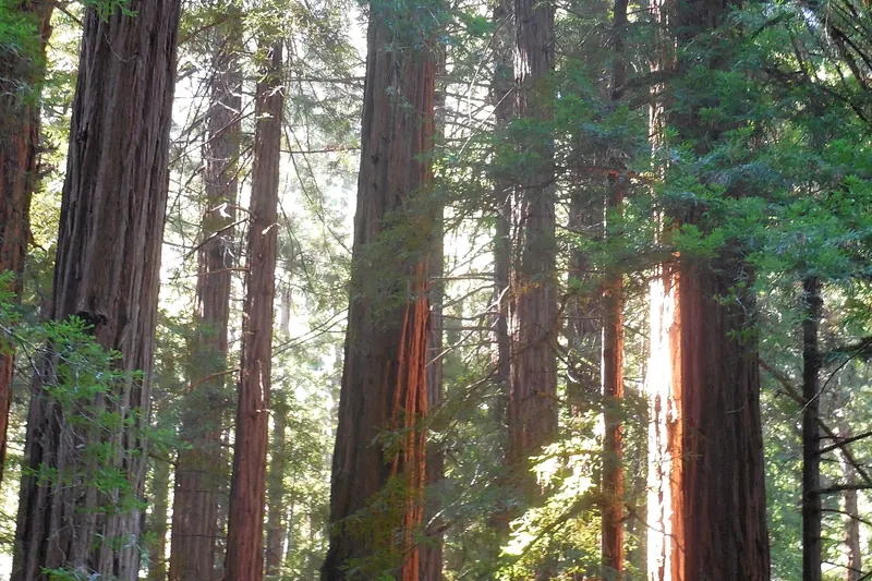 Redwood trunks in Muir Woods, north of the city