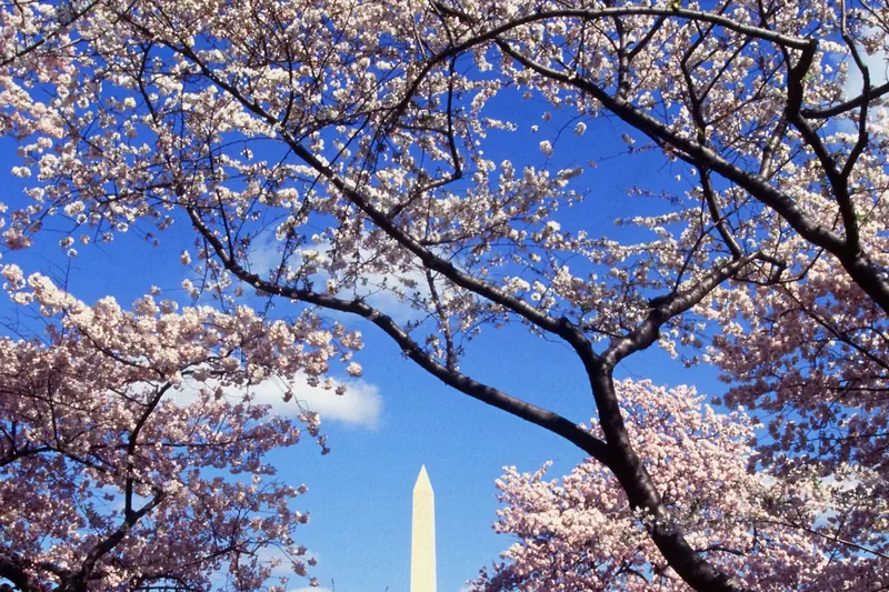 Cherry trees in blossom around the Tidal Basin