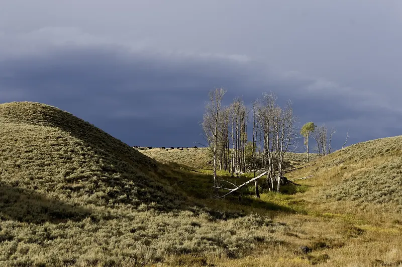 Bison grazing in the Lamar Valley