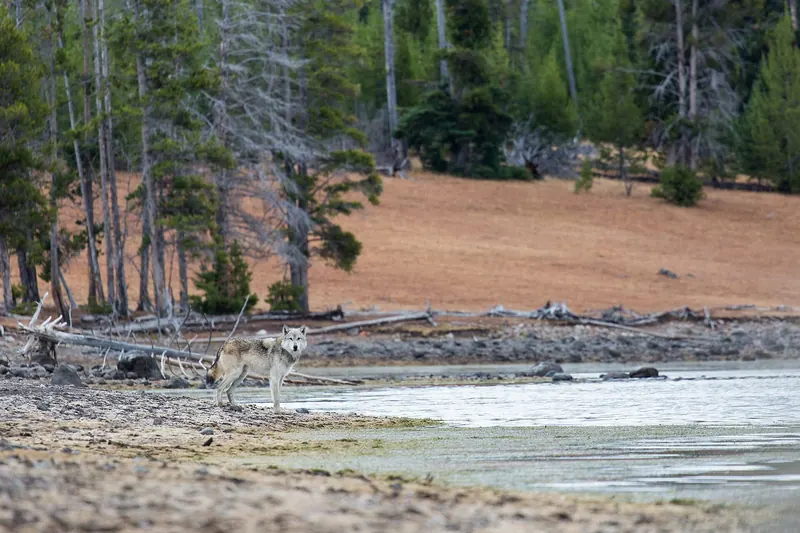 A wolf on the shore of Yellowstone Lake