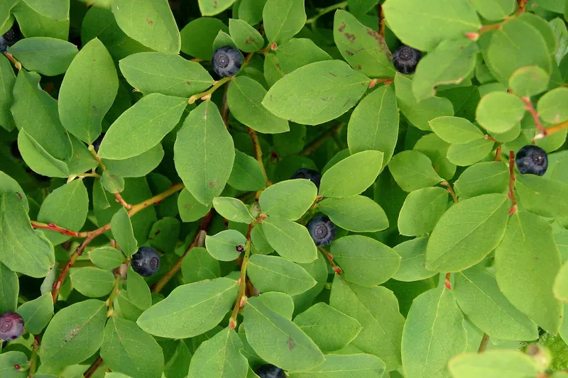 Wild huckleberries on the plant