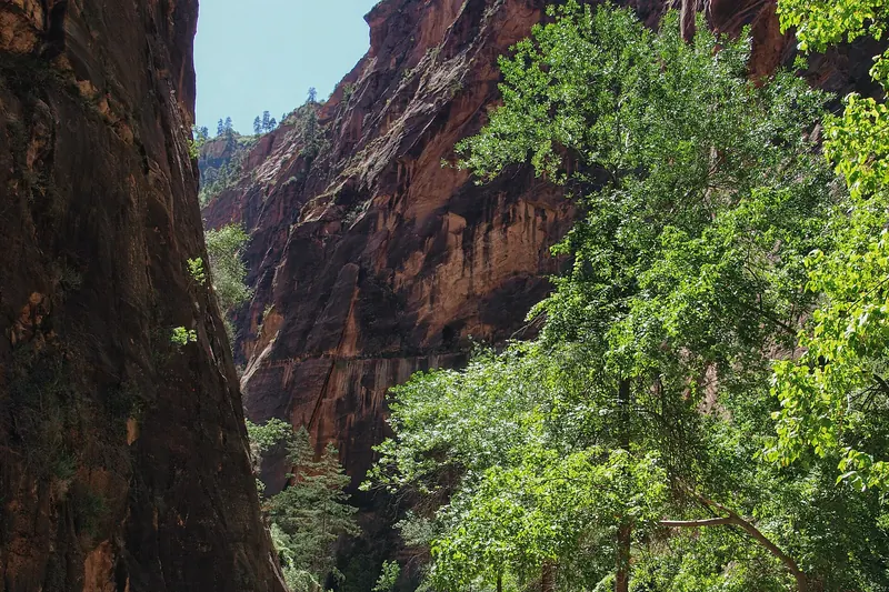 Walkers wading the Virgin River in the Zion Narrows